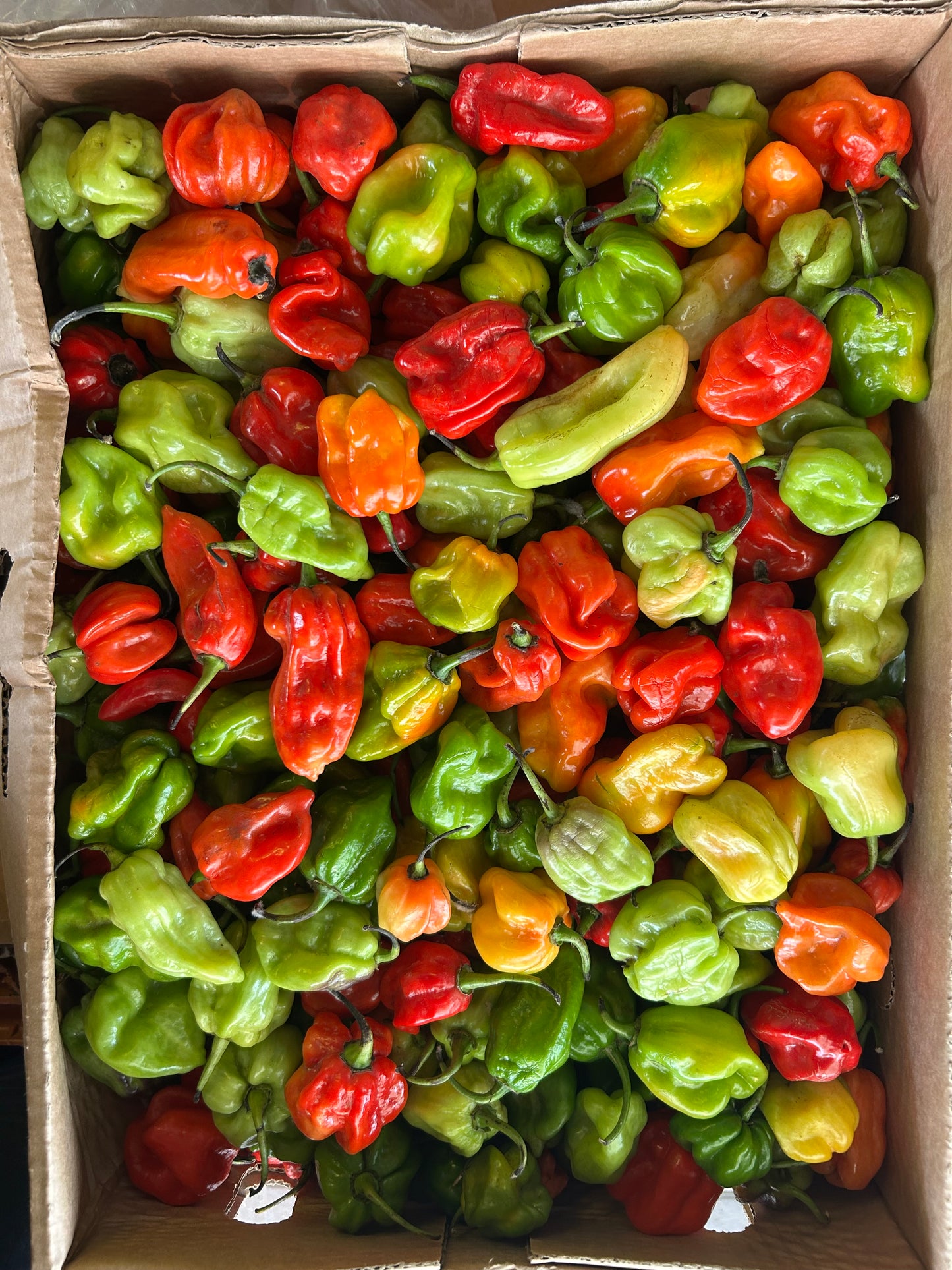 African hot round pepper